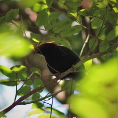 Antilophia galeata