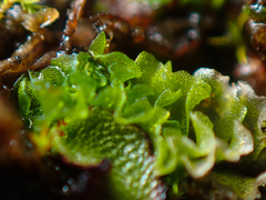 Fossombronia longiseta