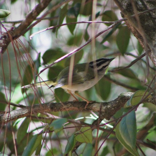 White-striped Warbler (Myiothlypis leucophrys), photo 2
