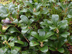 Arctostaphylos × media