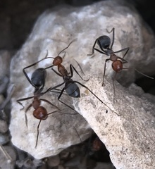 Myrmecocystus melliger