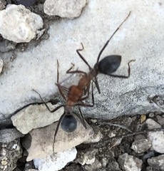 Myrmecocystus melliger
