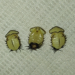 Cyrtonota thalassina