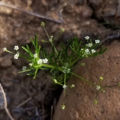 Apiastrum angustifolium