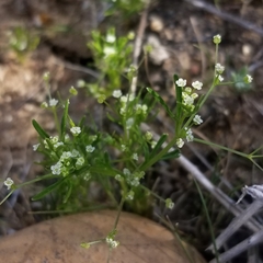 Apiastrum angustifolium