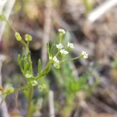 Apiastrum angustifolium