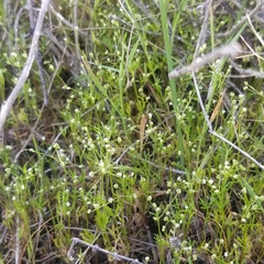 Apiastrum angustifolium
