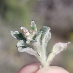 Gamochaeta stagnalis