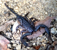 Hadogenes granulatus