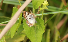 Ariconias glaphyra