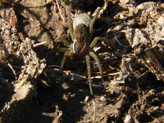 Diapontia uruguayensis