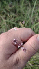 Verbena montevidensis