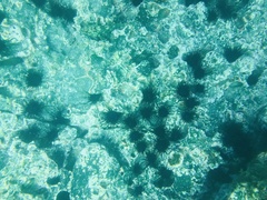 Echinometra vanbrunti