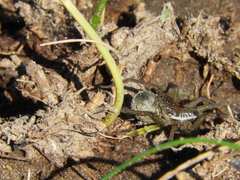 Diapontia uruguayensis
