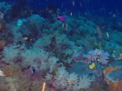 Mirolabrichthys tuka