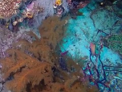 Pseudanthias squamipinnis