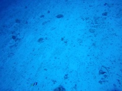 Heniochus diphreutes