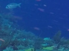 Monotaxis grandoculis