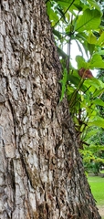 Anolis garmani