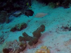 Ctenochaetus striatus