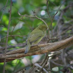 Antilophia galeata