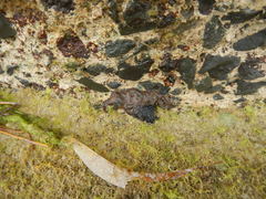 Petaloconchus erectus