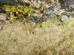 Petaloconchus erectus