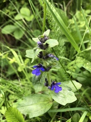 Ajuga genevensis