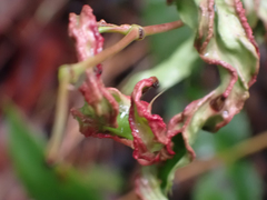 Aceria caliberberis