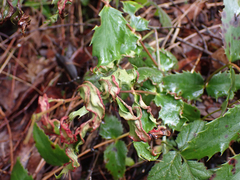 Aceria caliberberis