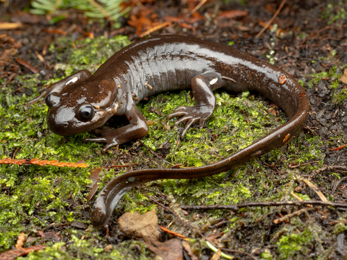 Northwestern Salamander, Ambystoma gracile