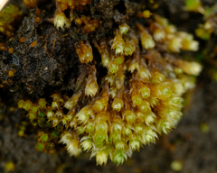 Gemmabryum
