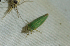 Draeculacephala angulifera