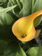 Zantedeschia pentlandii