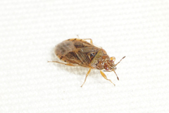 Chilacis typhae