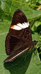Adelpha lycorias