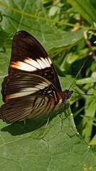 Adelpha lycorias