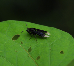 Parachartergus apicalis