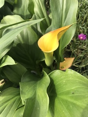 Zantedeschia pentlandii