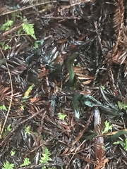 Microglossum nudipes