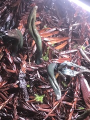 Microglossum nudipes