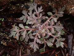 Collomia heterophylla