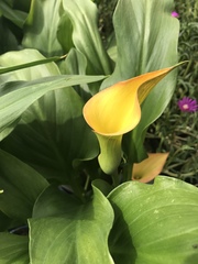 Zantedeschia pentlandii