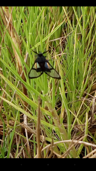 Dinia subapicalis