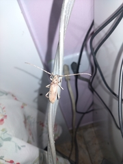 Eburia mutica