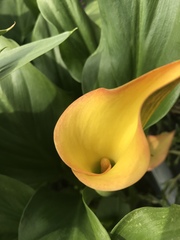 Zantedeschia pentlandii