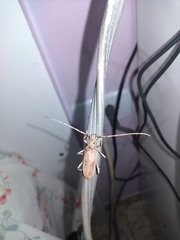 Eburia mutica