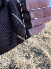 Bouteloua pectinata