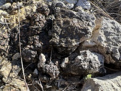Psoraceae