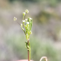 Apiastrum angustifolium